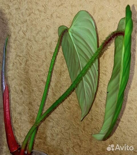 Филодендроны-Фуззи Патиоле,Ред андерсон и Эмиральд