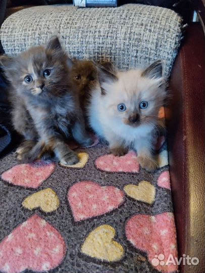 Отдам котят в добрые руки