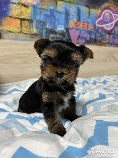 Йоркширский терьер щенки