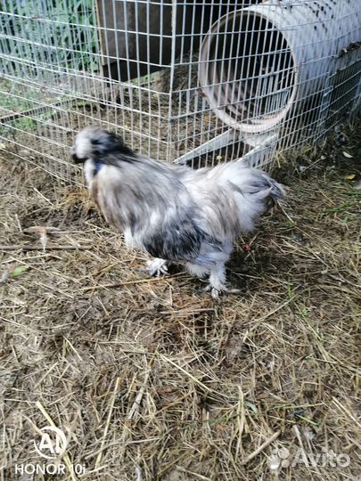 Яйцо инкубационное