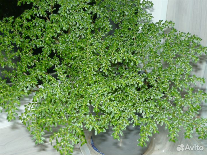 Комнатные цветы