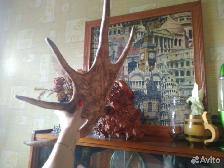 Рога лося на красивейшем капе