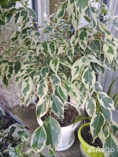 Отростки фикуса