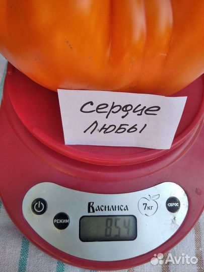 Семена коллекционных томатов Минусинских сортов