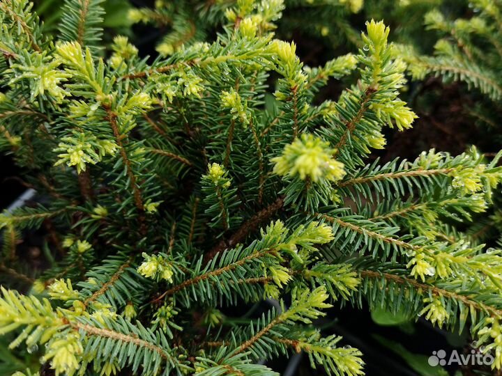 Ель обыкновенная Nidiformis Саженцы Оптом
