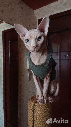 Канадский сфинкс вязка