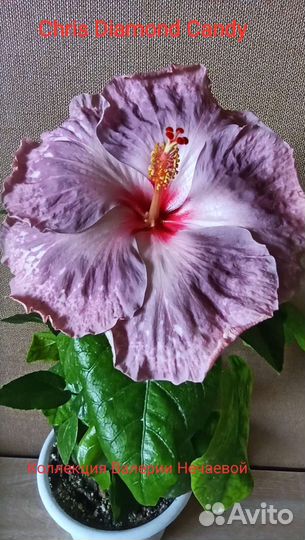 Сортовые гибискусы