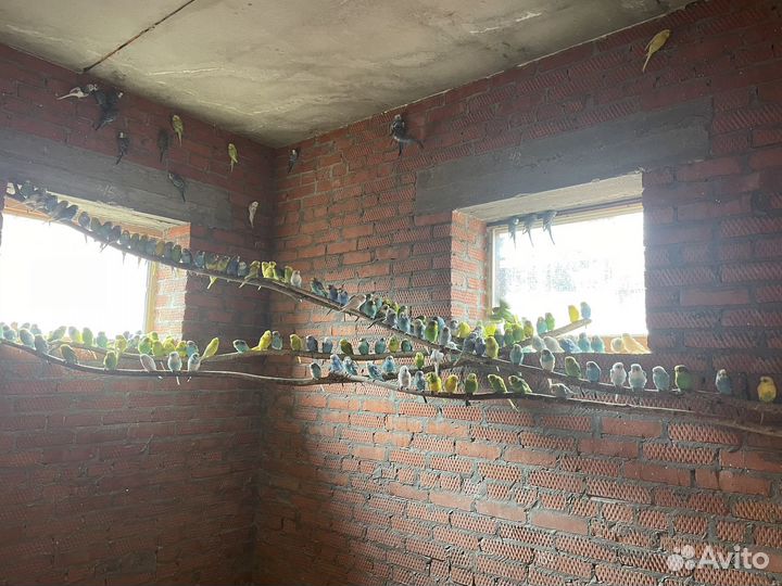 Волнистые попугаи