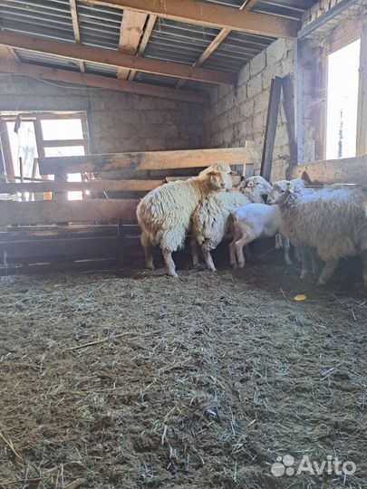 Баран крупный, 3 года