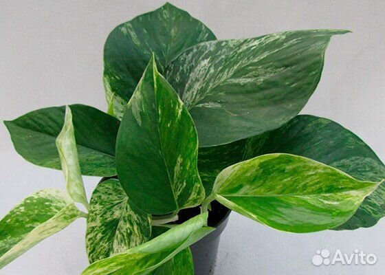 Epipremnum/Scindapsus «Marble Queen» (Сциндапсус)