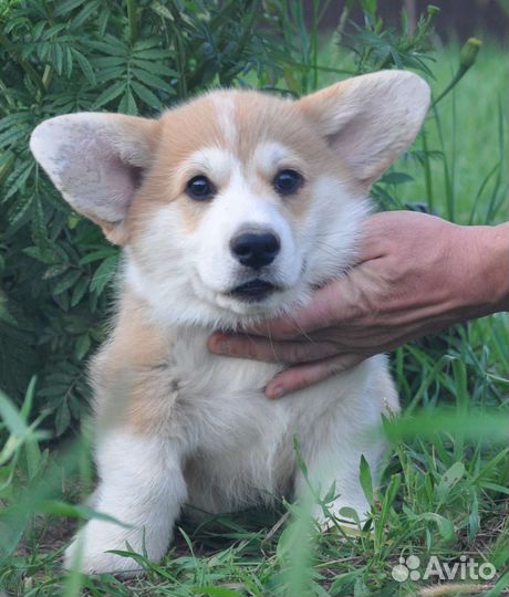 Щенки корги