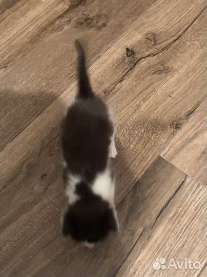 Котенок 1 месяц мальчик