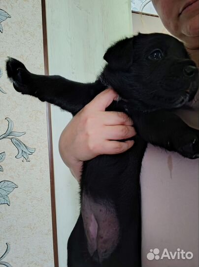 Собака в добрые руки отдам бесплатно