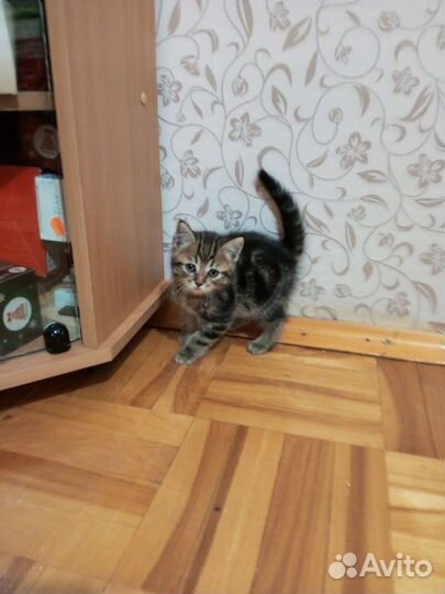 Котята смесь британца и шотландки