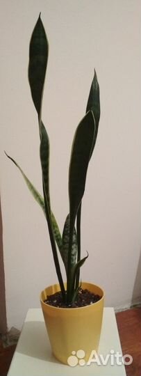 Сансевиерия сортовая