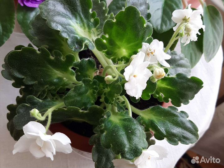 Фиалки в горшках