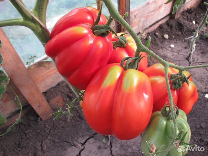 Семена томатов