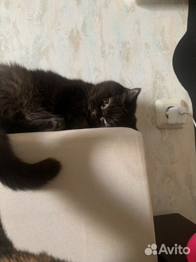 Британская кошка бесплатно