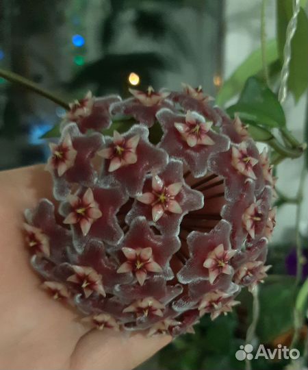 Пубикалис Сильвер Пинк