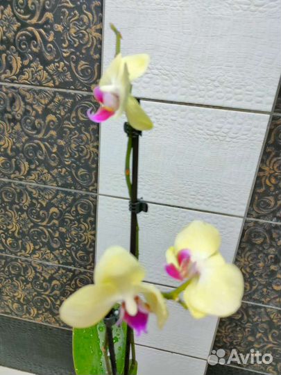Орхидея фаленопсис
