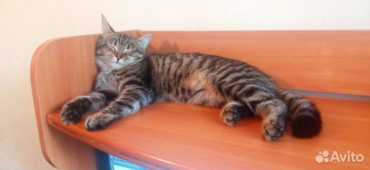 Кошка в дар бесплатно