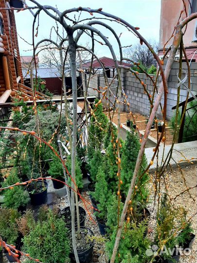 Верба плакучая