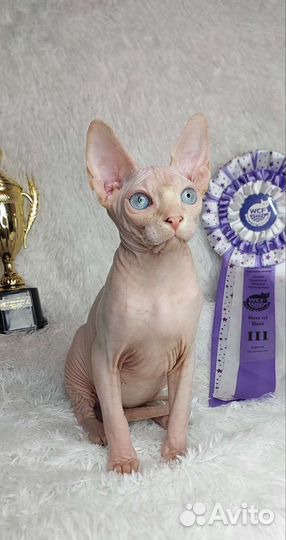 Канадский сфинкс котенок