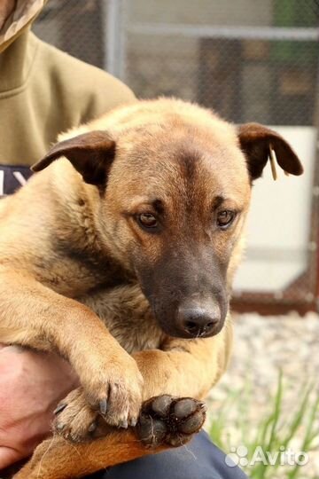 Щенок Вольт в добрые руки