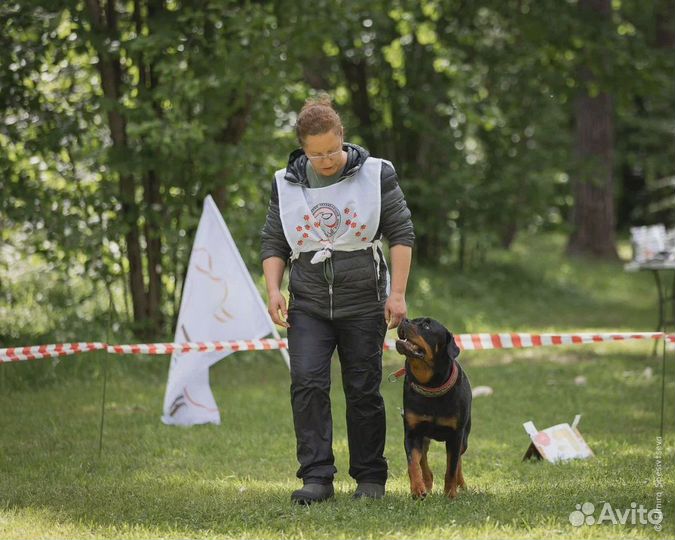 Услуги кинолога с выездом