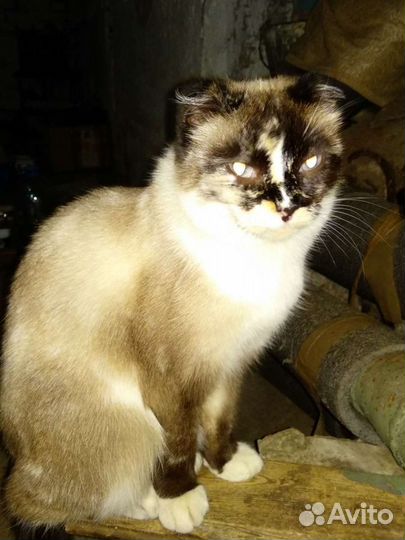 Кошка в дар