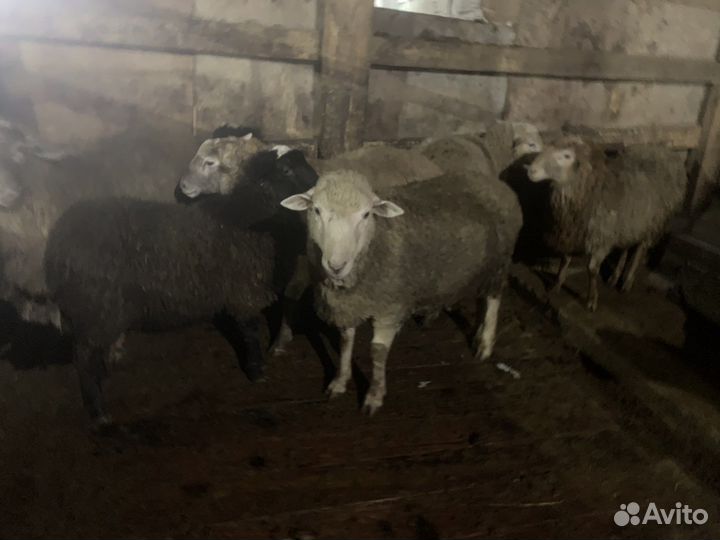 Бараны, ярки, овцы