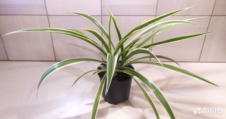 Хлорофитум