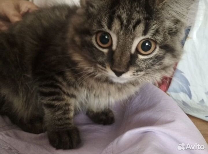 Котенок стерелизуем