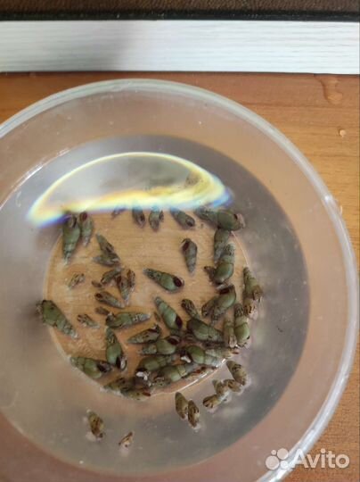 Для аквариума