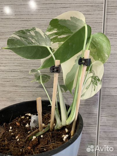 Монстера Альба