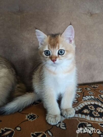 Золотая шиншилла (котик)