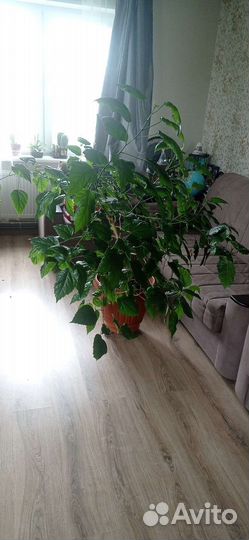 Монстера, гибискус