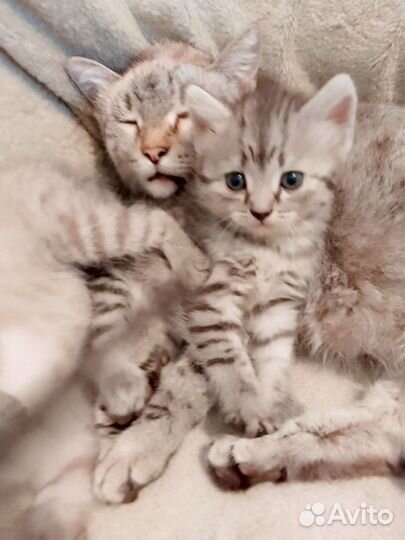 Отдам бесплатно котят