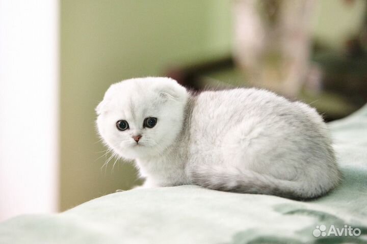 Вислоухие и прямоухие серебристые шиншиллы