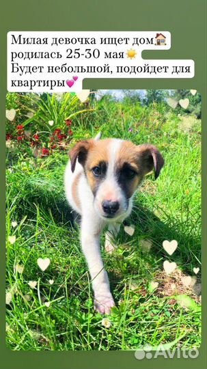 Щенки небольшие в добрые руки