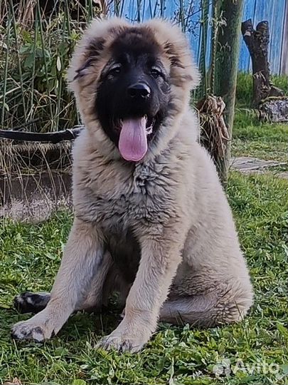 Кавказская овчарка