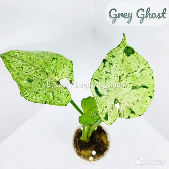 Сингониум Grey Ghost, Scrambled Eggs, Pink Mosaic