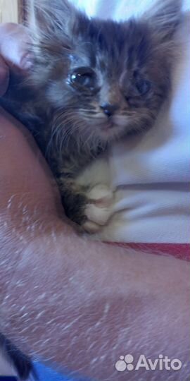 Отдам котят бесплатно