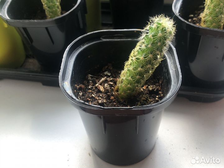 Кактус маммилярия удлиненная с желтыми колючками