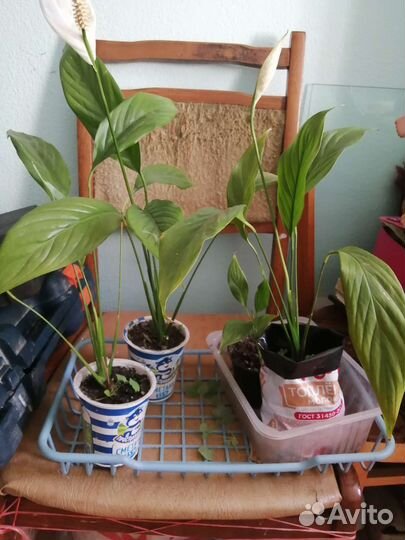 Спатифиллум, клеродендроум, стапелии, фиалки