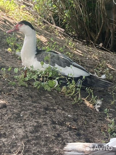 Мускусные утки плечистый окрас (немцы тяж линии )