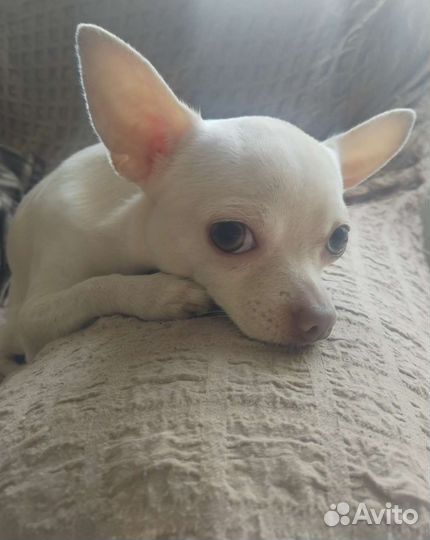 Вязка кобель чихуахуа