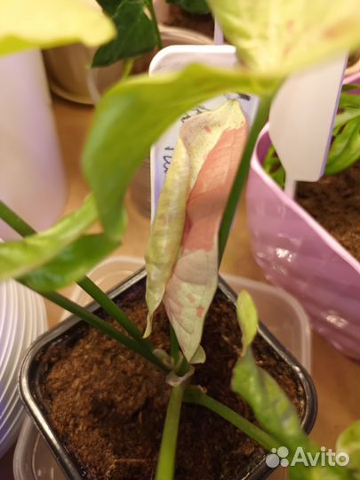 Сингониумы