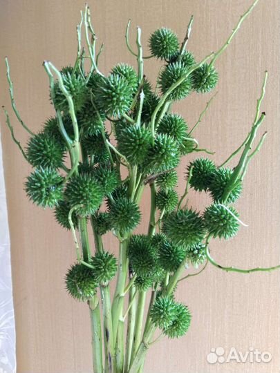 Букеты из ежеголовника