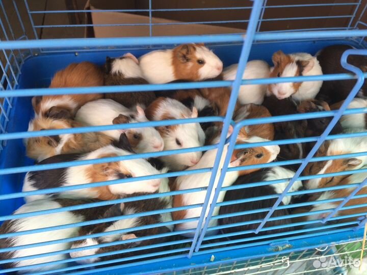 Продаю морских свинок оптом и в розницу